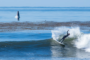 Blaine surfing with whale